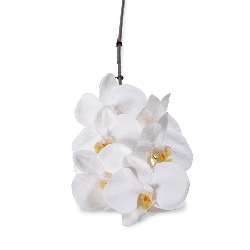 Phalaenopsis Orchid x 6 Stem 22"L