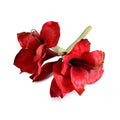 Amaryllis Stem, 20" L - Red