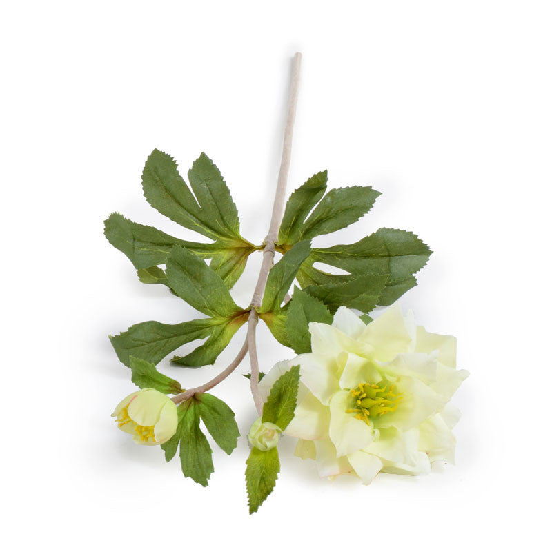 Rose Stem, 24" - Helleborus (Lenten Rose)