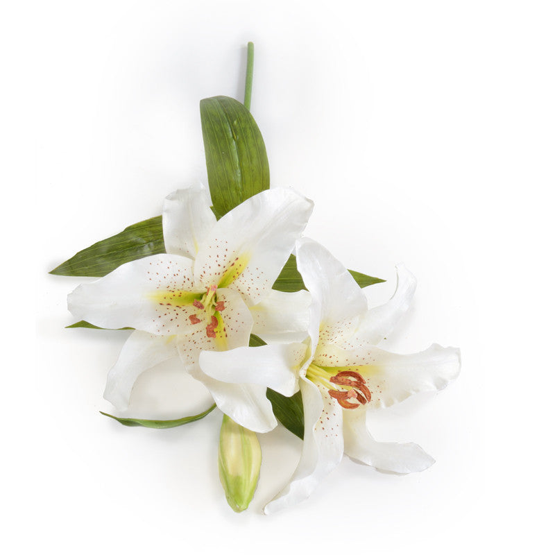 Lily Rubrum Stem, 22" L