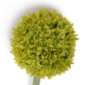 Allium Flower Stem Med 4"D Lime Green