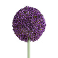 Allium Arrangement in Glass 32"H - Large Flowers Orchid (Purple)