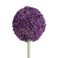 Allium Flower Stem Med 4"D Orchid (Purple)