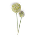 Allium Flower Stem Large 5.5"D White