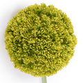 Allium Arrangement in Glass 32"H - Med/Lg Flowers Green