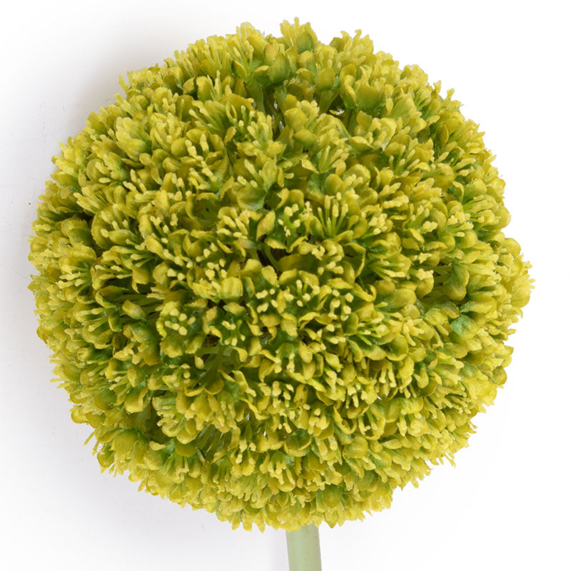 Allium Arrangement in Glass 32"H - Med/Lg Flowers Green