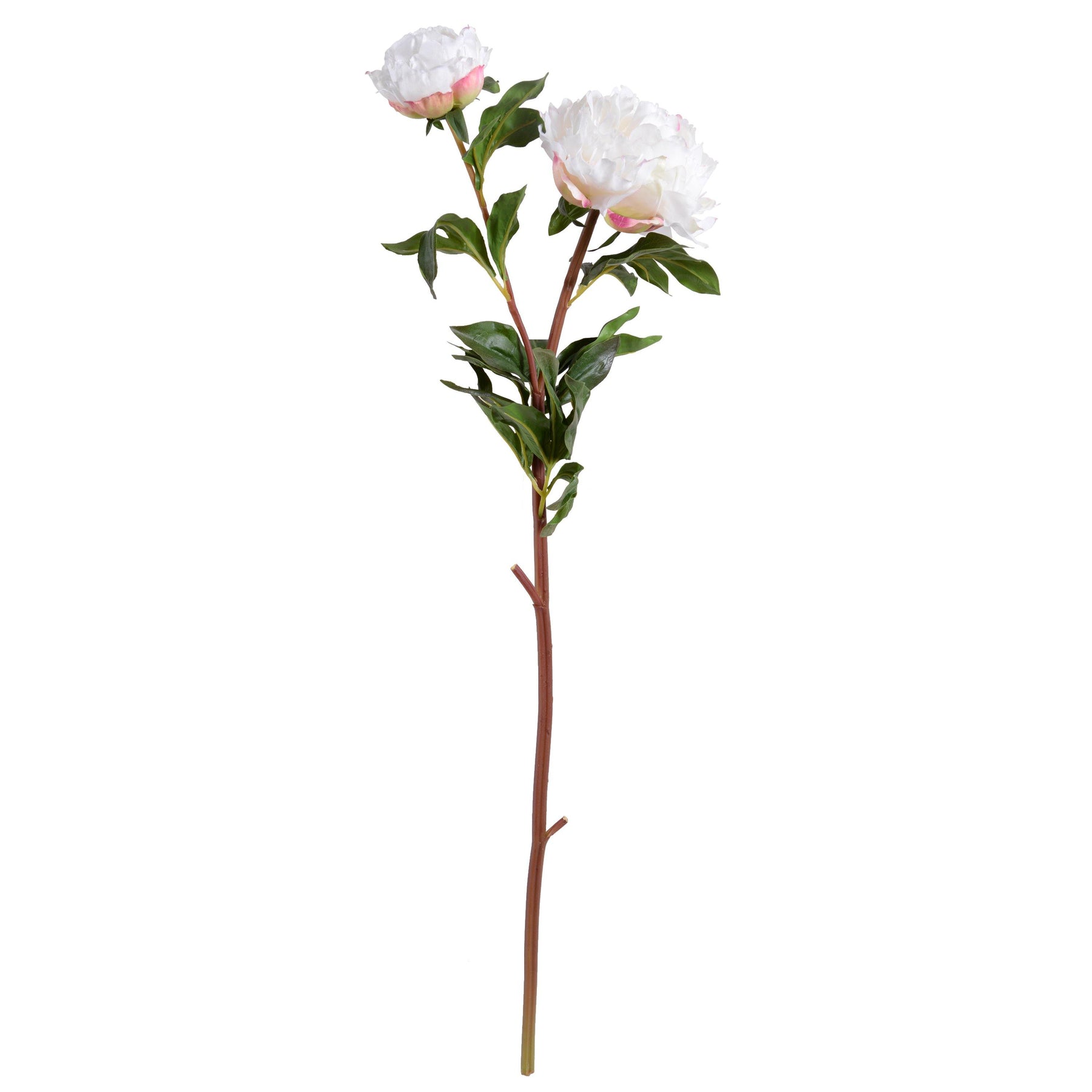 Peony Stem with Bud & Leaves, 32" -White