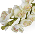 Cymbidium Orchid Stem, White