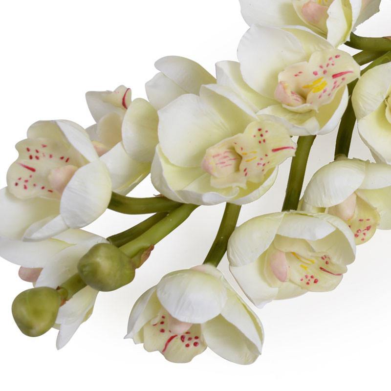 Cymbidium Orchid Stem, White