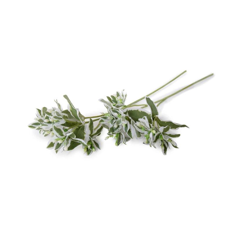 Euphorbia (Snow-on-the-Mountain) Spray, 15" L