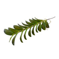 Aranda Orchid Leaf x19 - 28"L