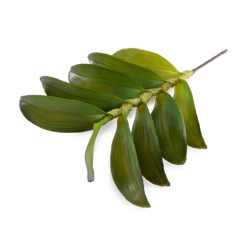 Aranda Orchid Leaf x10 - 15"L