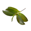 Aranda Orchid Leaf x6 - 11"L