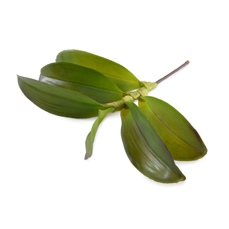 Aranda Orchid Leaf x6 - 11"L