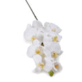 Phalaenopsis Orchid x8 w/Bud 40"L