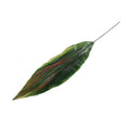 Aspidistra Leaf, 37" L - Red Green