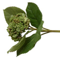 Hydrangea Bud Stem with Leaf, 28" L - Green