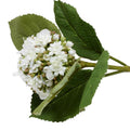 Hydrangea Bud Stem with Leaf, 28" L - White