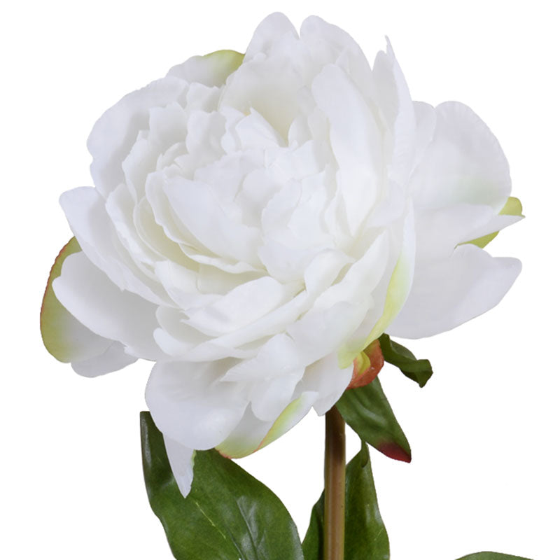 Peony Cutting in Glass 9"H White