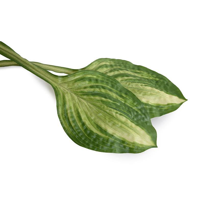 Hosta Leaf, 18.5" L - Green