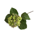 Hydrangea Bud Stem - Spring Green