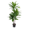 Dracaena Plant Green / 52"