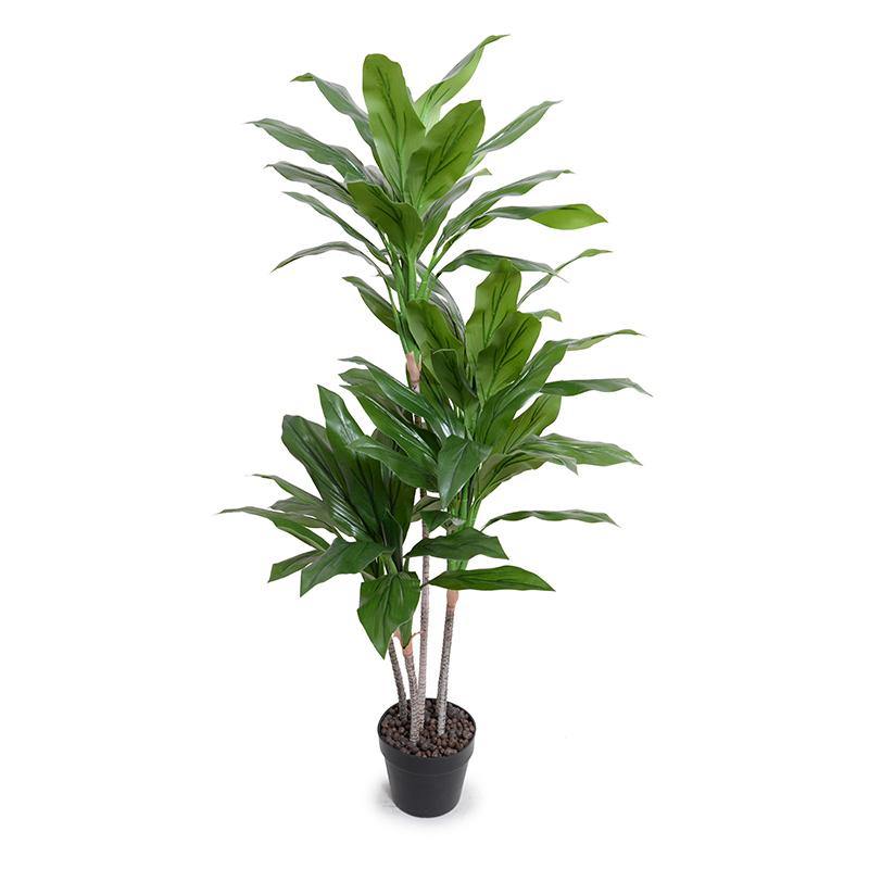 Dracaena Plant Green / 52"