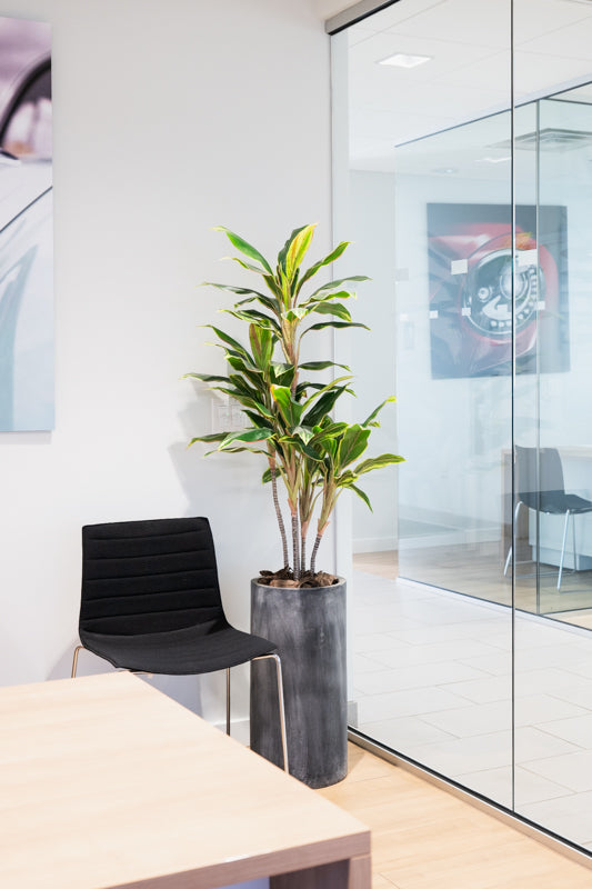 Dracaena Plant Yellow Green / 52"