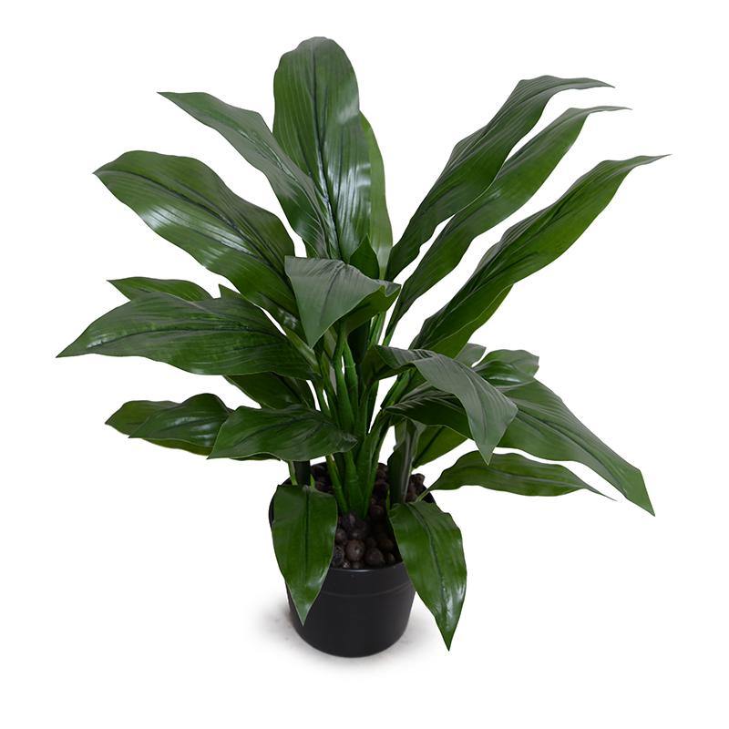 Dracaena Plant Green / 22"