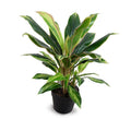 Dracaena Plant Yellow Green / 22"