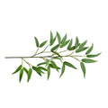 Bamboo Leaf Spray, 22" Length