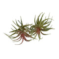 Spider Succulent - Mauve-green