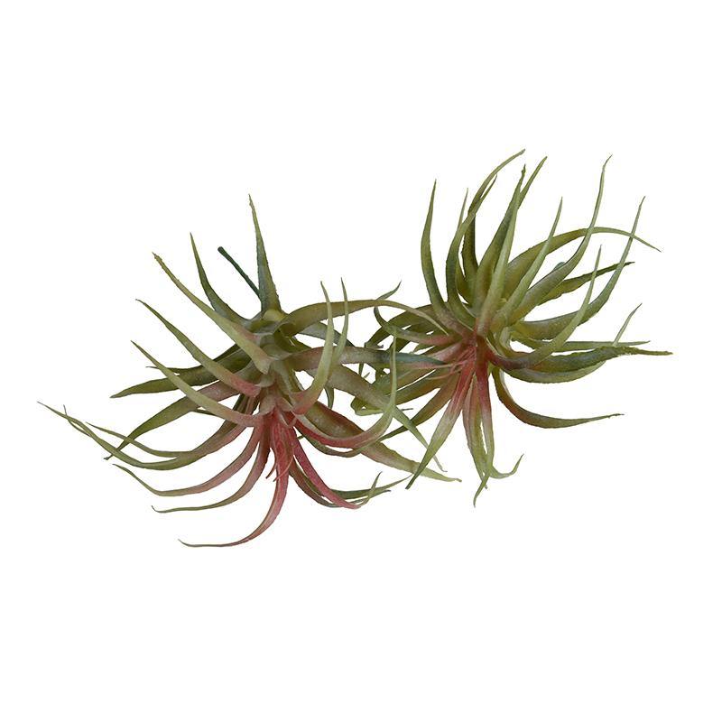 Spider Succulent - Mauve-green