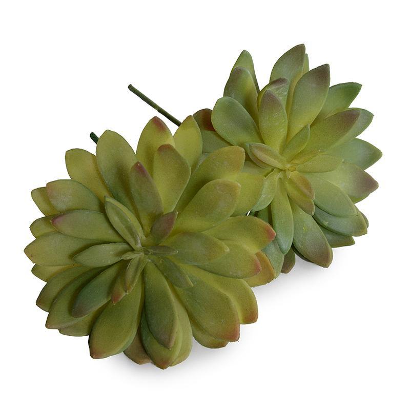Sedum Succulent - Green