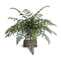 Athyrium Lady Fern Spray, 22"L Green-gray