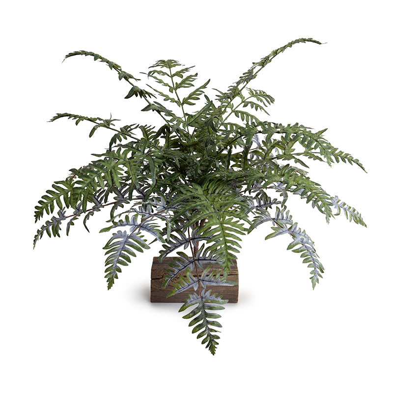 Athyrium Lady Fern Spray, 22"L Green-gray