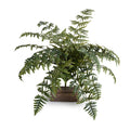 Athyrium Lady Fern Spray, 22"L Two-tone green