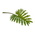 Philodendron Selloum Leaf branch, 36" L