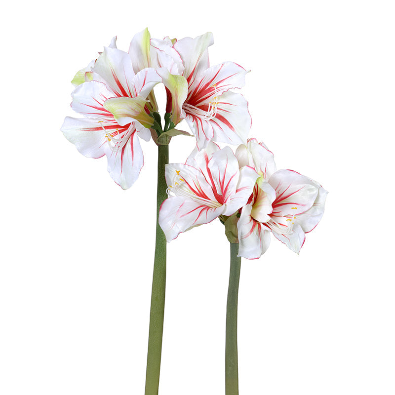 Amaryllis Stems - Red-white 19"