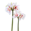 Amaryllis Stems - Red-white 27"