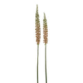 Eremurus Stems Large