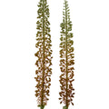 Eremurus Stems Small