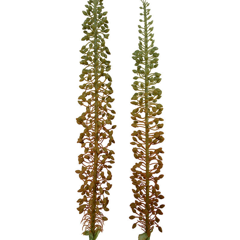 Eremurus Stems Small