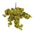 Geranium Ivy Vine 20"L