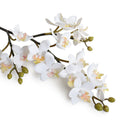 Phalaenopsis Orchid stem (mini flowers)