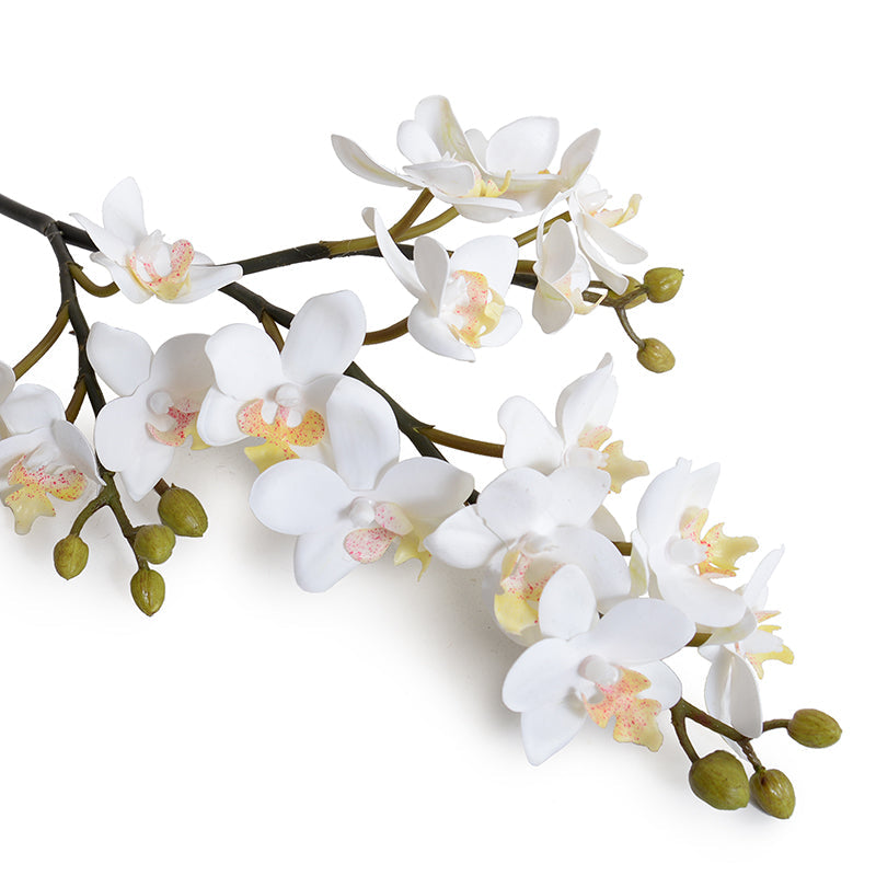 Phalaenopsis Orchid stem (mini flowers)