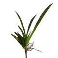 Orchid Foliage 24"