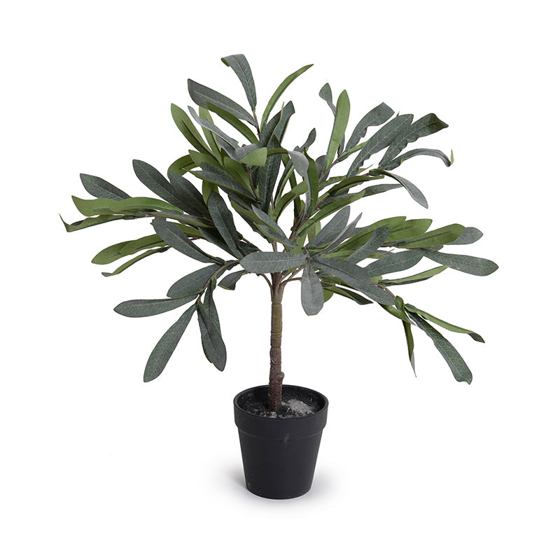 Olive Leaf Topiary 16"
