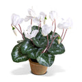 Cyclamen Plant in Terracotta 12"H White